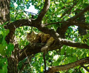cute hairy cat sitting on a green tree with leaves and resting on a sunny summer spring day