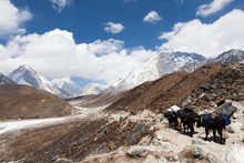 Yaks In The Himalayan Mountain