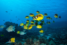 School Of Bright Yellow Fish Swim Past The Camera In Blue Tropical Water