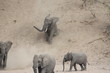 Elephant sliding down a sandy hill, on his knees, having fun, walking towards a river for a drink, in the wild in Africa