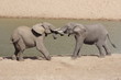 Two young elephants, trunks entwined, playing together, having fun, on the side of a river in the wild in Africa