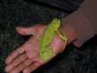 Bright green chameleon on a hand with a dark background