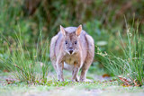 Fototapeta Tęcza - kangaroo