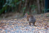 Fototapeta Tęcza - kangaroo