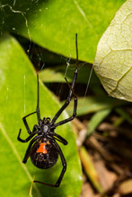 Black Widow Spider (Latrodectus Mactans)