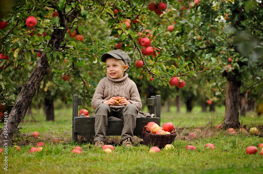 Child picking red apples from apple tree with basket, autumn harvest scene