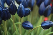 Blue Tulips Closeup