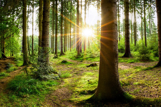 Beautiful forest with bright sun shining through the trees