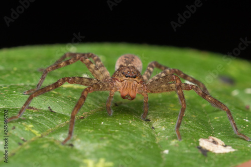 Zdjęcie XXL Piękny pająk w Sabah, Borneo, Pająk Borneo, pająk hunstman na zielonym liściu