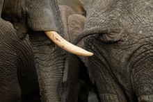 Close Up Of The Tusk And Tail Of African Elephants.