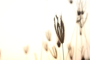 Soft flowers of grass and sky in the evening for the background or postcard design.