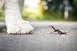 Käfer auf der Straße sitzt vor Hundepfote