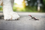 Fototapeta Pokój dzieciecy - Käfer auf der Straße sitzt vor Hundepfote