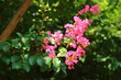 The flowers of Lagerstroemia indica are pink and beautiful (Tokyo, Japan) サルスベリの花がピンク色でキレイ（東京、日本）