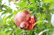Ripe pomegranate (photographed in Japan)