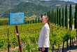 © haveseen - Cabernet Sauvignon wine grape variety sign in vineyard