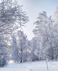 Wall Mural - Winter Forest Landscape.