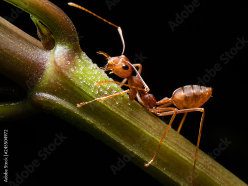 Zdjęcie XXL czerwona mrówka w przyrodzie