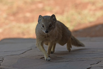 Fuchsmanguste (Cynictis penicillata) in Namibia