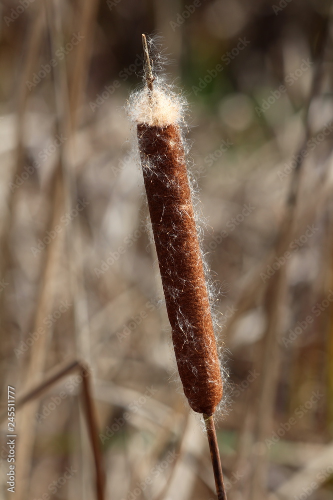 Cattail or Typha or Bulrush or Reedmace or Reed or Corn dog grass or Swamp  sausage