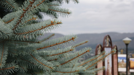 Wall Mural - blue spruce