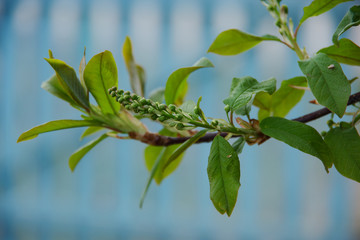 Wall Mural - green leaves of  bird cherry tree