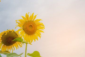 Wall Mural - Beautiful sunflower in green farm. Close up shot.