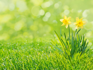 Wall Mural - Yellow daffodil flowers isolated on the green grass lawn spring background