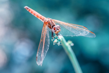 Macro shots, Beautiful nature scene dragonfly. 