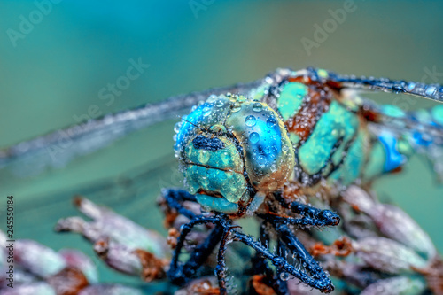 Zdjęcie XXL Makro- strzały, Piękna natury sceny dragonfly.