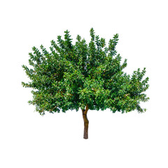 Fototapete - Green tree isolated on white background