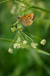Orange butterfly green meadow