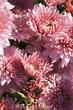 Pink flowers chrysanthemum