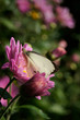Photo white butterfly on a flower