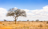 Fototapeta Sawanna - Savannah plains landscape in Kenya