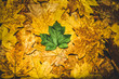 Green leaf on yellow fallen leaves  in autumn. Autumn background. Autumn season concept.