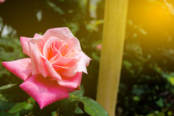 Blooming rose pink flower on blurred background