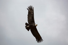 Andean Condor Flying Over The Colca Canyon In Peru