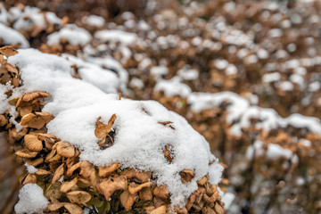 Sticker - Dried out hydrangea flower covered with snow