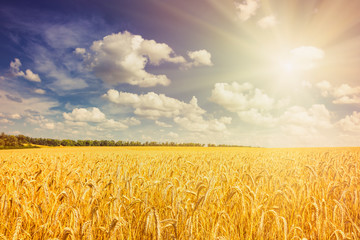 Wall Mural - Rural landscape - field common wheat (Triticum aestivum) in the rays summer sun under sky with clouds