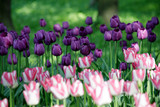 Fototapeta Tulipany - field of pink tulips