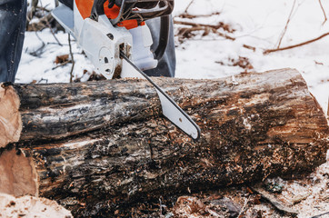 Canvas Print - Male lumberjack cuts a log in the forest with a chain saw. Forest clearing, tree cutting, ecology. Earth Resources.