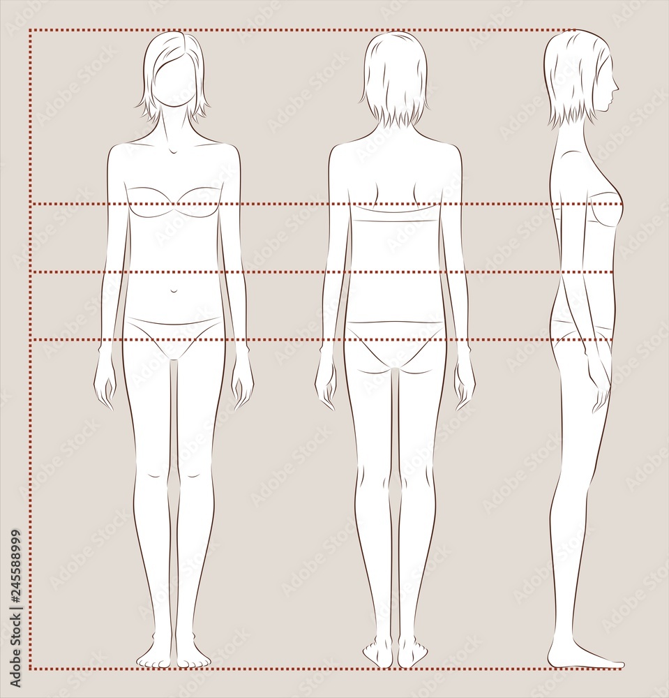 Female body lines and proportions for sewing Stock Vector | Adobe Stock