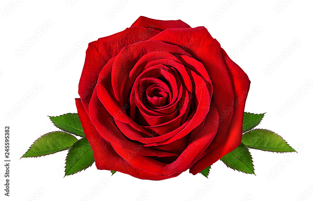 Fresh beautiful rose isolated on white background with clipping path - obrazy, fototapety, plakaty 