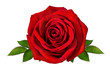 Leinwandbild Motiv Fresh beautiful rose isolated on white background with clipping path