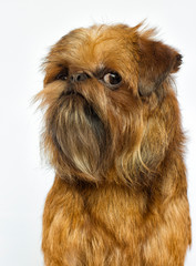 Poster - Griffon breed dog looks on a white background