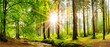 canvas print picture Beautiful forest panorama in spring with bright sun shining through the trees