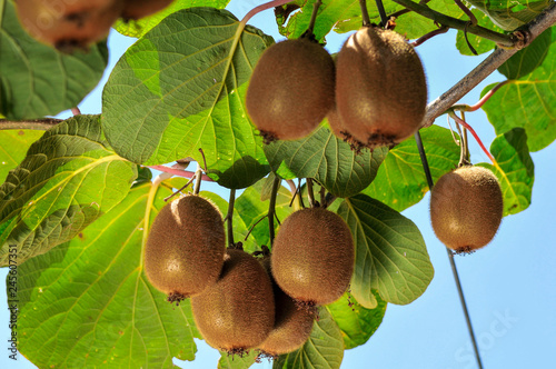 Photographie ripe fruits of kiwi plant organic cultivation
