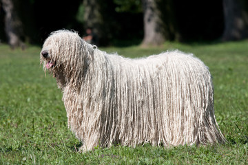 Komondor (Hungarian sheepdog) posing in the park