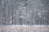 Fototapeta  - Skraj zimowego lasu